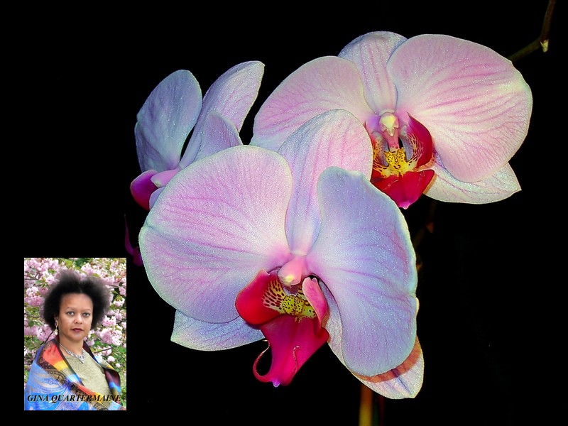 My Orchids by Gina Quartermaine GinaQuartermaine.com